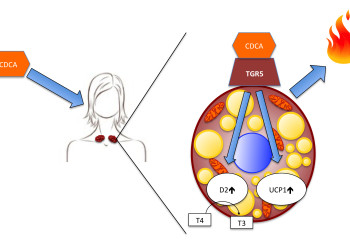Bile acids as a therapy to combat obesity